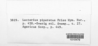 Lactifluus piperatus image